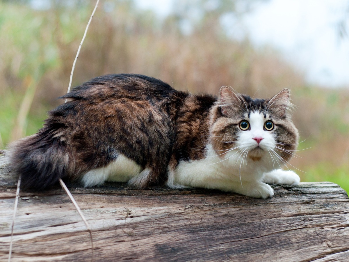Kurilský bobtail v celej postave s typickým krátkym chvostom